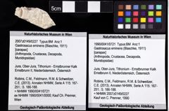 Foto (Objket + Etiketten) von Gastrosacus eminens (Blaschke, 1911) 